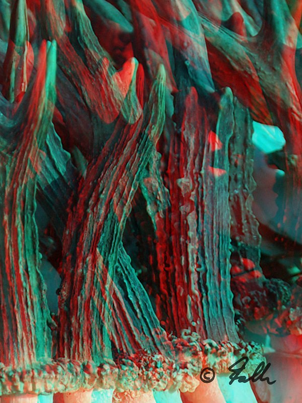 red-cyan Anaglyph of C.capreolus racks   © Falk 2018