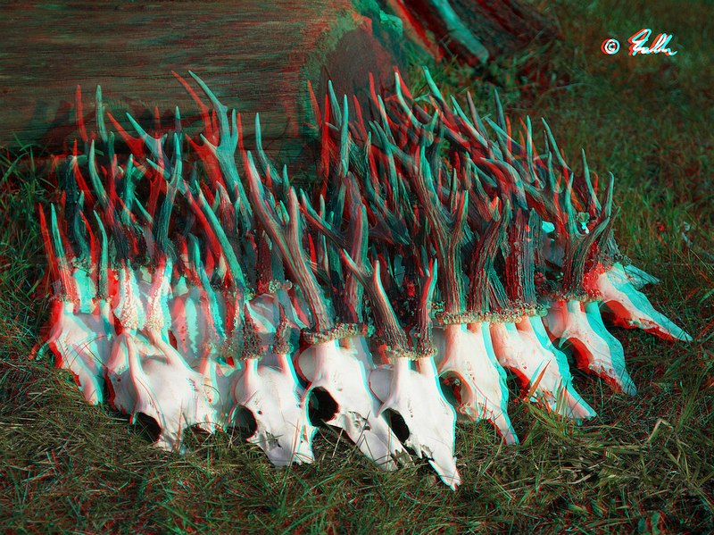 red-cyan Anaglyph of C.capreolus racks   © Falk 2018