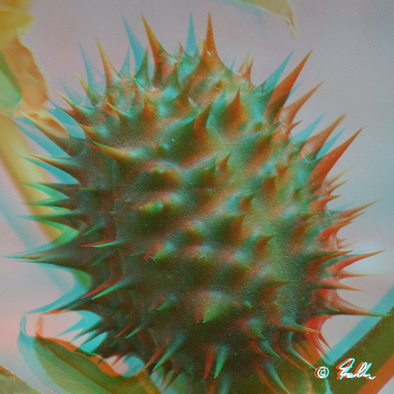 red-cyan Anaglyph of Vespa crabro   © Falk 2017