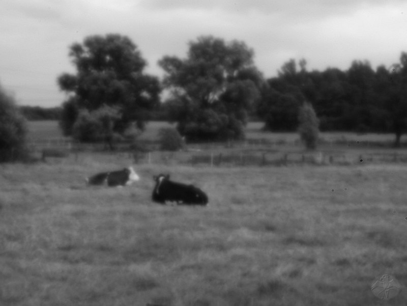 Pinhole 'Lens' Cows   © Falk 2010