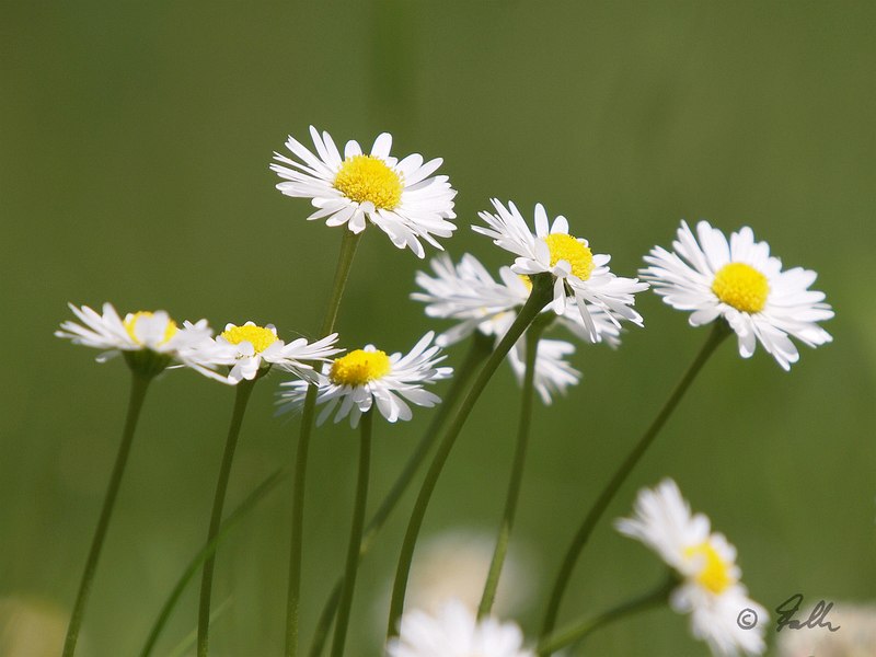 flock of Daisies   © Falk 2017