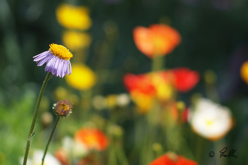 Bokeh   © Falk 2016