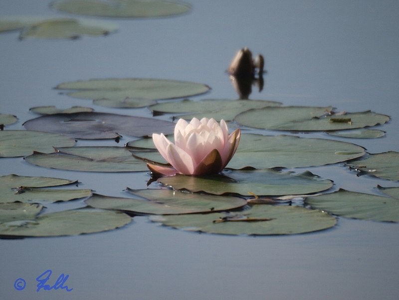 Seerose   © Falk 2009