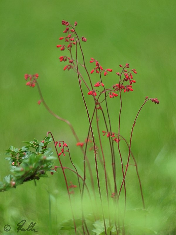 kleines rotes Dingsda   © Falk 2013