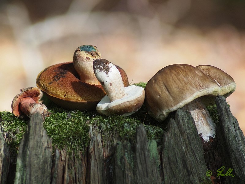 Boletus sp.   © Falk 2015