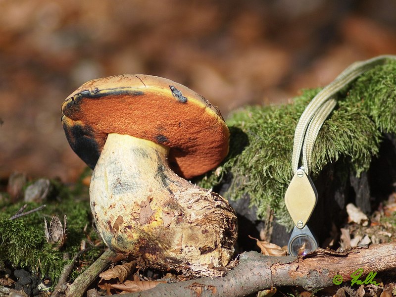 Boletus ?rhodoxanthus   © Falk 2015