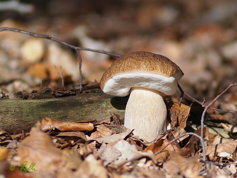 Boletus sp.   © Falk 2015