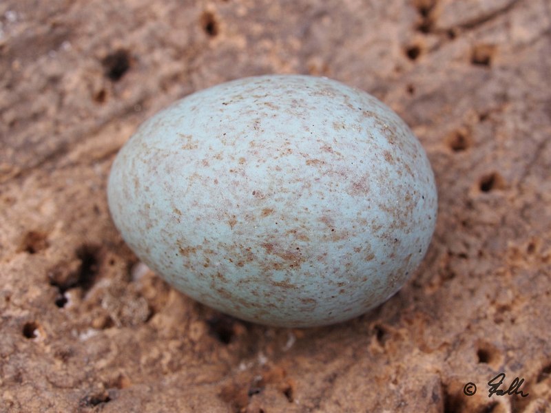 Turdus merula, ovum   © Falk 2016