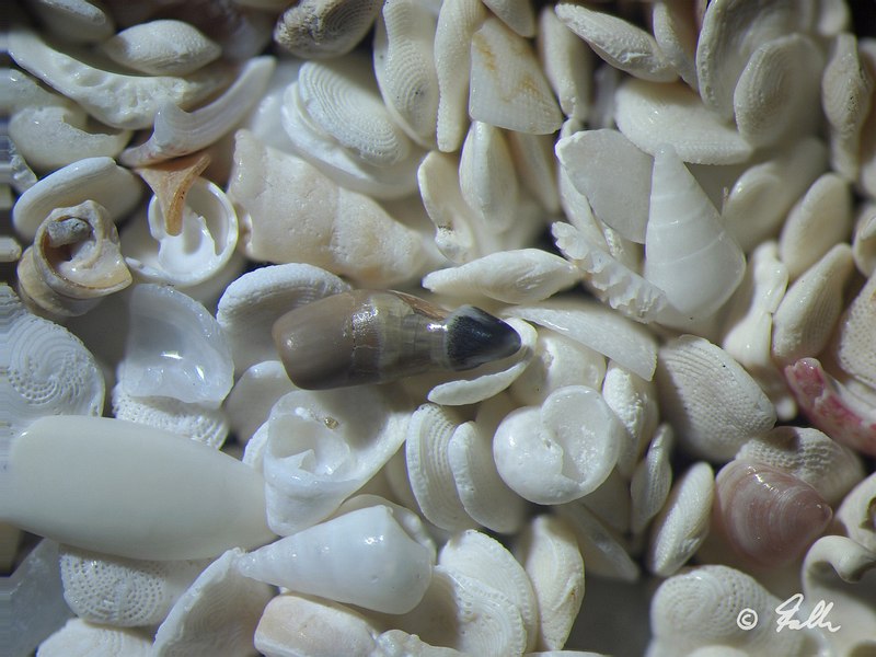 Microfauna from Beach Sand Sample, Cuba N-Coast   © Falk 2016