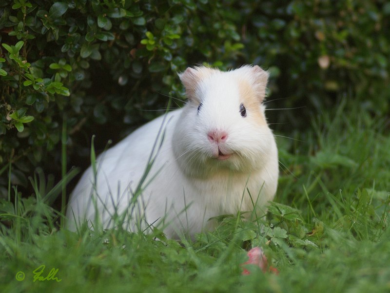 Guinea Pig   © Falk 2016