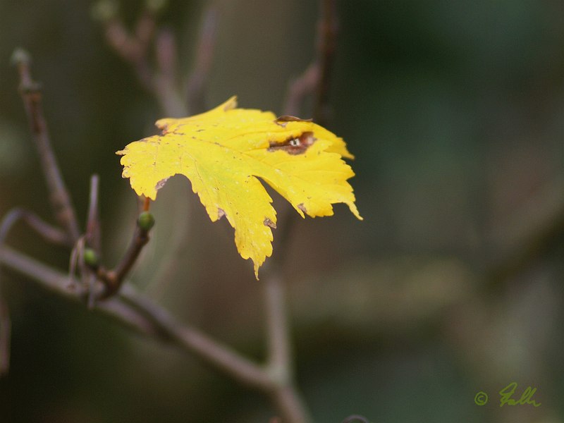 the very last Maple leave still hanging on   © Falk 2017