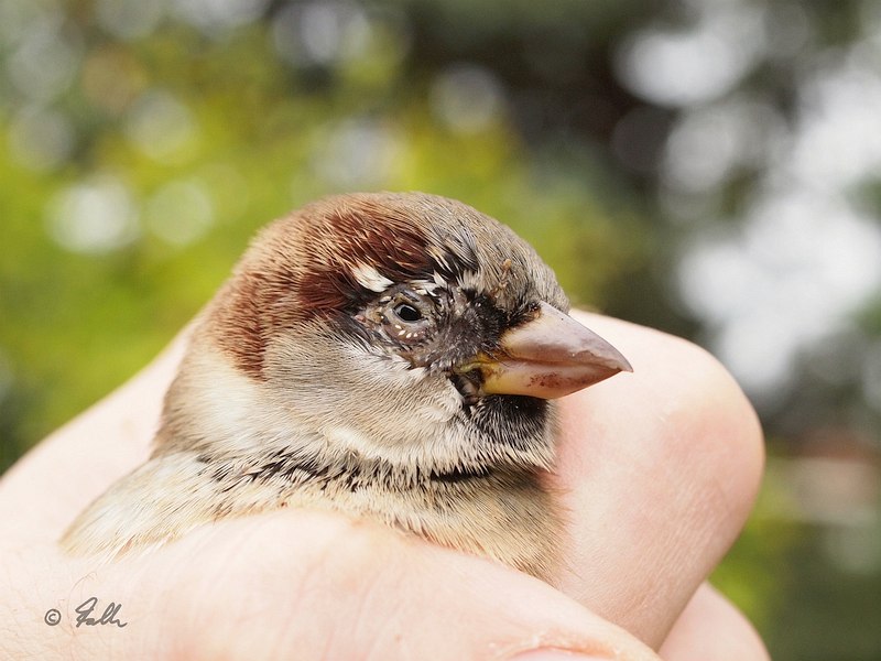 this Passer domesticus (male) approched me and got some medical help, food and water   © Falk 2019