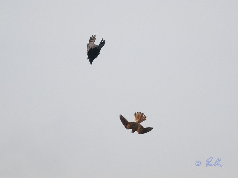 Kestrel vs Raven   © Falk 2019