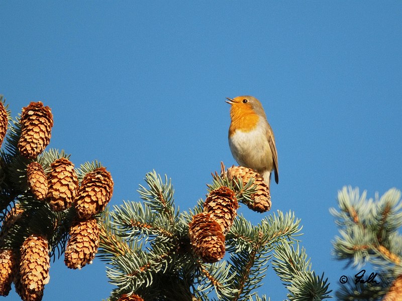 Robin, singing his little heart out   © Falk 2019