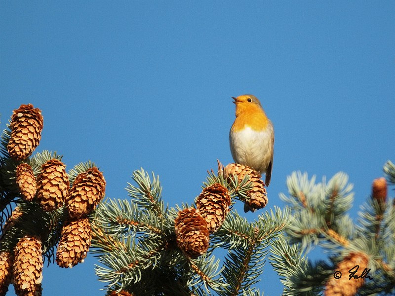 Robin, singing his little heart out   © Falk 2019