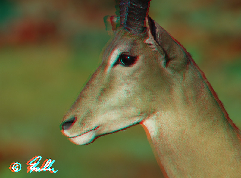 Impala Trophy Anniversary Portrait 3D     © Falk 2013