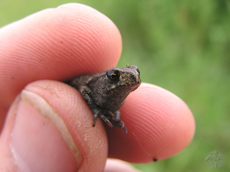 Bufo bufo, juv.   © Falk 2009