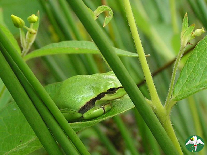 Hyla arborea,   © Falk 2004