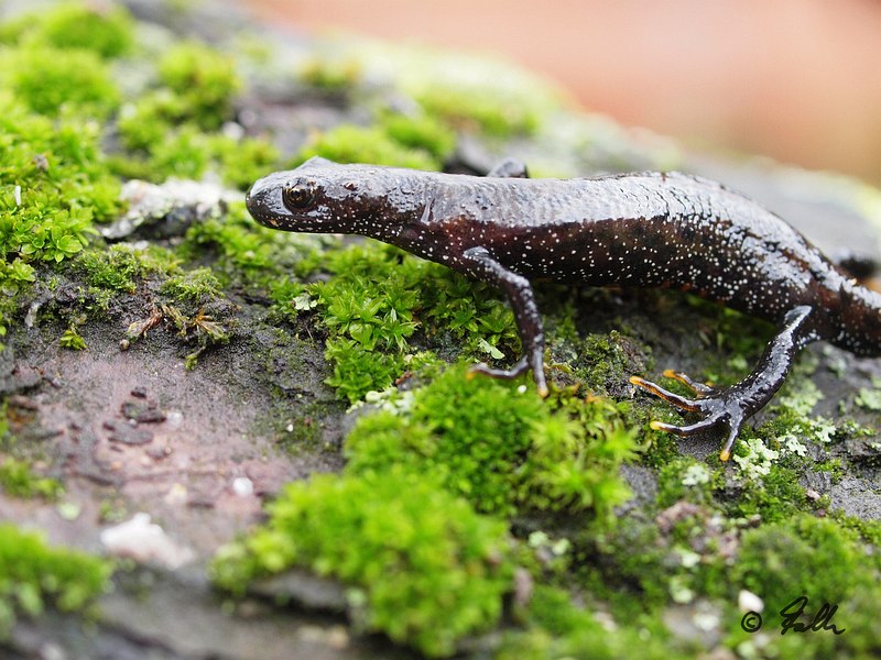 Triturus cristatus, female   © Falk 2016