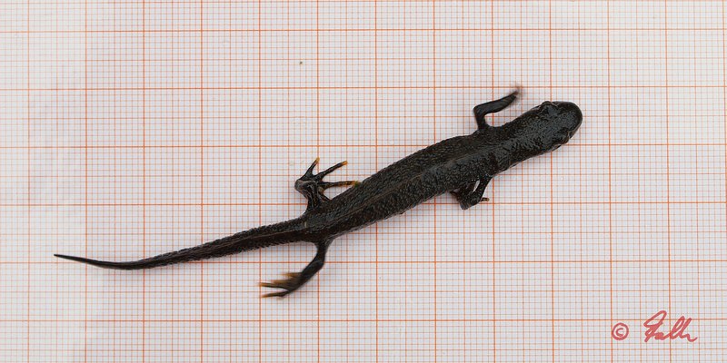 Triturus cristatus, female   © Falk 2016