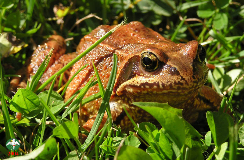 Rana temporaria, female   © Falk 2004