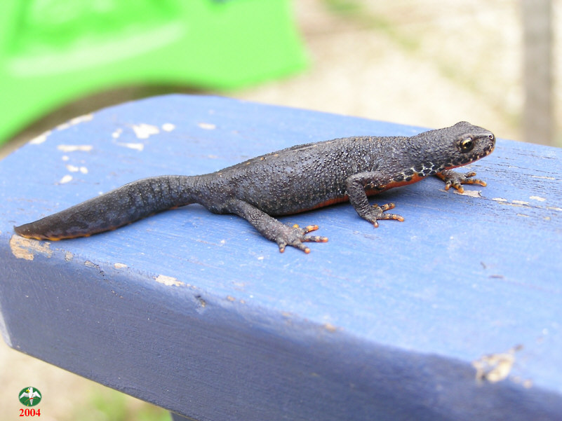 Triturus alpestris, male   © Falk 2004