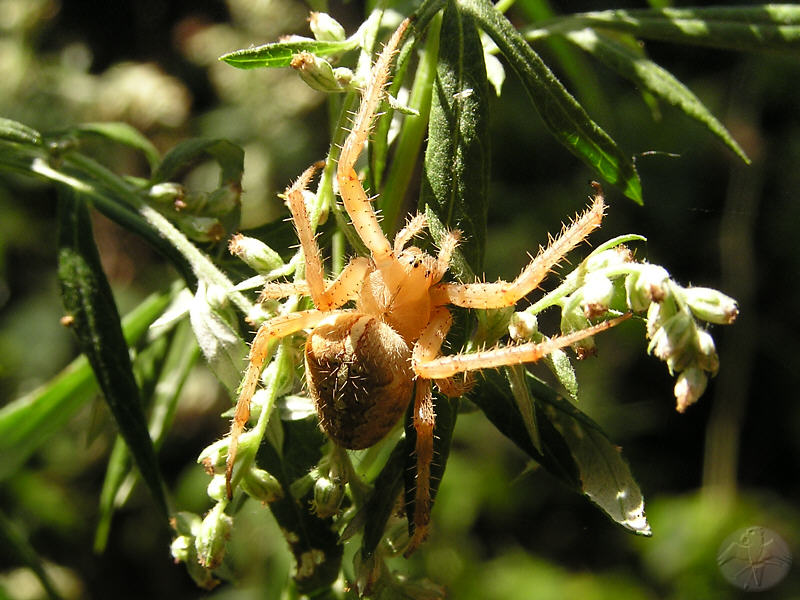 Araneus diadematus   © Falk 2009