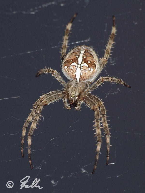 Araneus diadematus   © Falk 2012