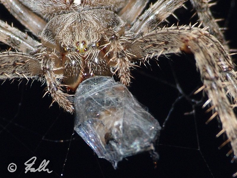 Araneus diadematus   © Falk 2012