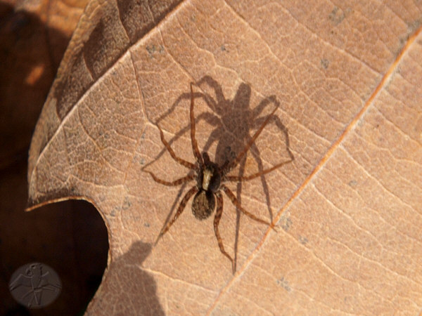 A small Lycosidae of the genus Pardosa with one mighty shadow on fallen oak leaves; {11}   © Falk 2009