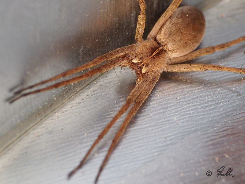 Pisaura mirabilis female   © Falk 2016