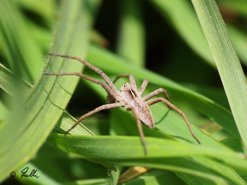 Pisaura mirabilis, male   © Falk 2016