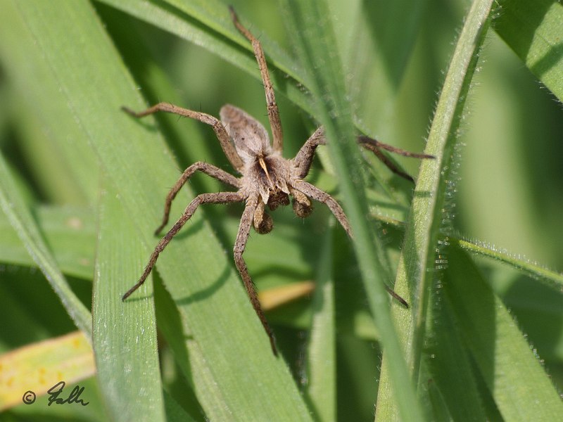 Pisaura mirabilis, male   © Falk 2016