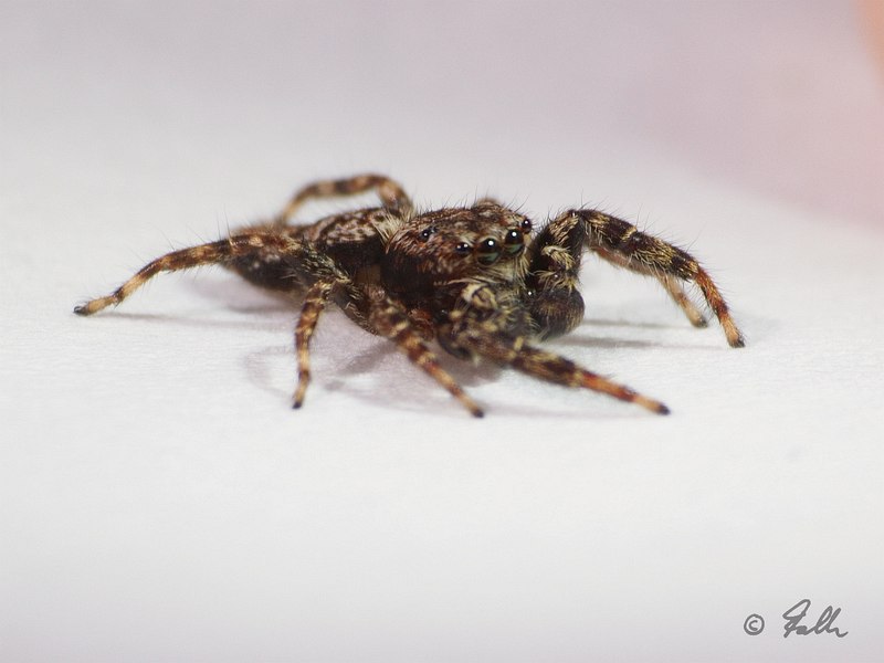 Sitticus pubescens, male   © Falk 2016