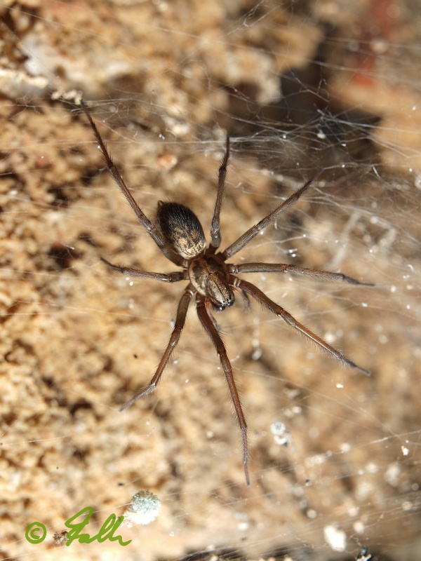 the rather big Tegenaria atrica can be found in about every cellar; {02}   © Falk 2012