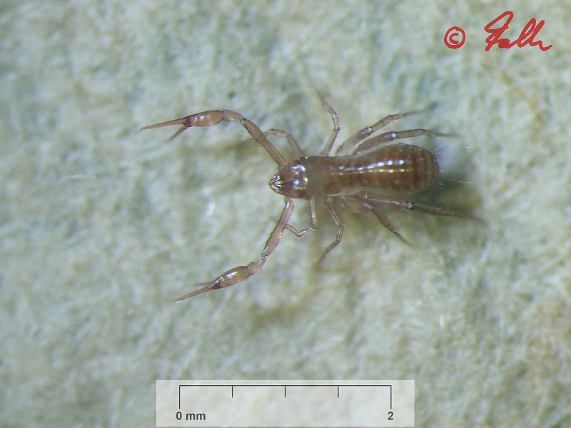 Chthonius tetrachelatus   © Falk 2012