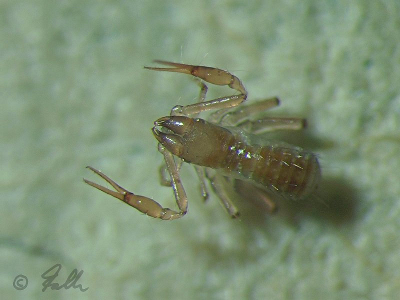 Chthonius tetrachelatus   © Falk 2012