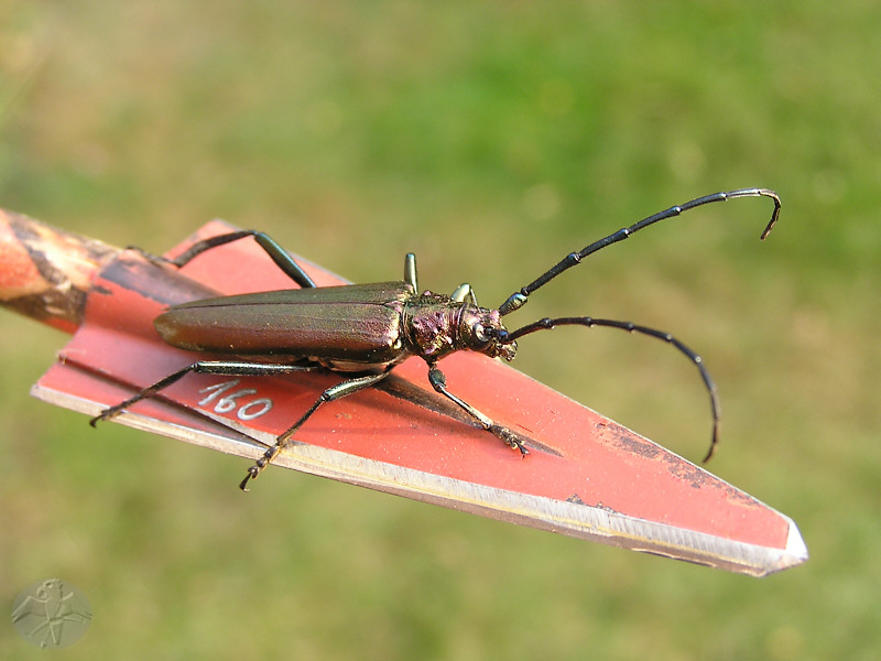 Beetles