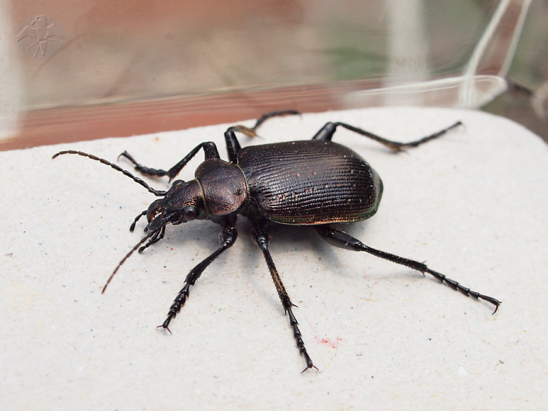 Calosoma inquisitor   © Falk 2011