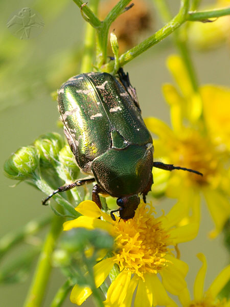 Cetonia cuprea   © Falk 2010