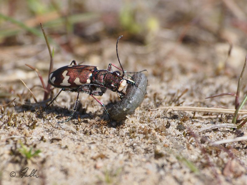 Cicindela cf. hybrida   © Falk 2016