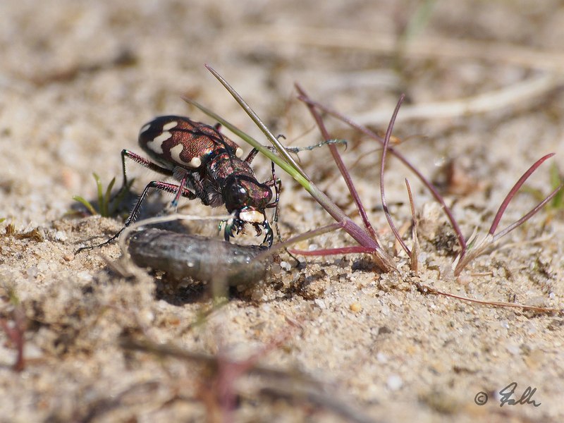 Cicindela cf. hybrida   © Falk 2016