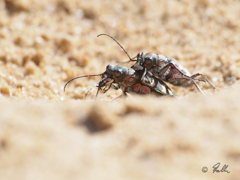 Cicindela cf. hybrida   © Falk 2016