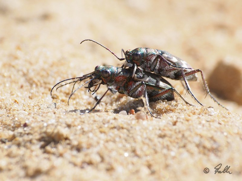 Cicindela cf. hybrida   © Falk 2016