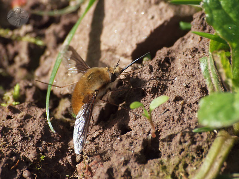 Bombylius major   © Falk 2011