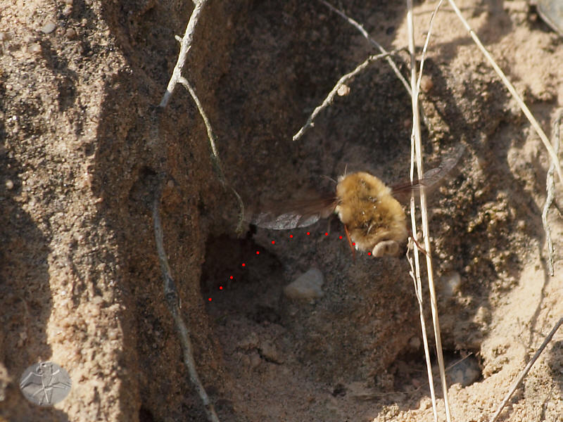 Bombylius major   © Falk 2011