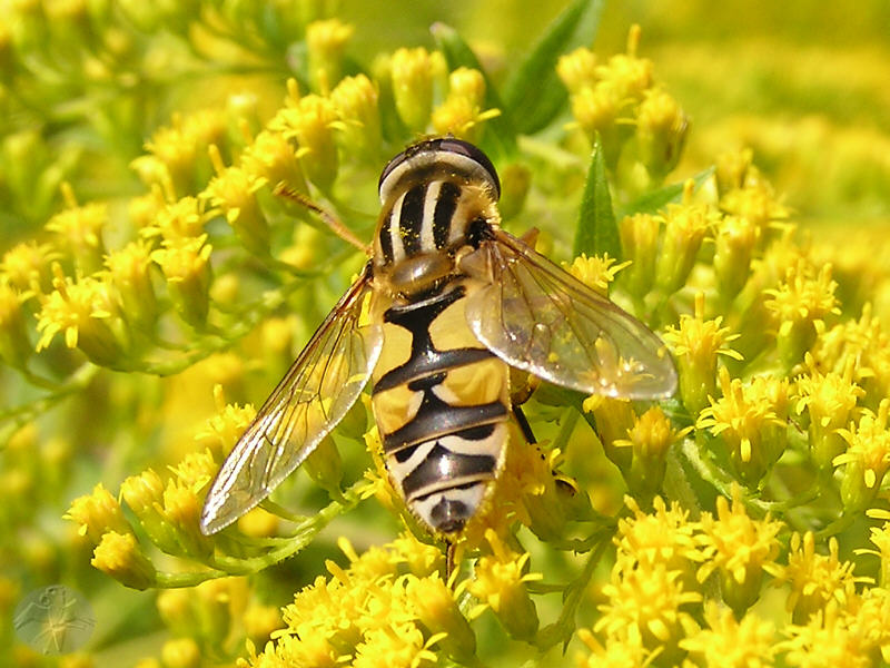 Helophilus sp.   © Falk 2007