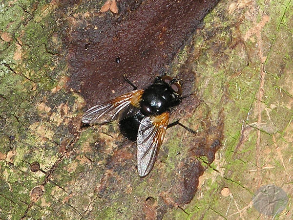 Mesembrina meridiana   © Falk 2009