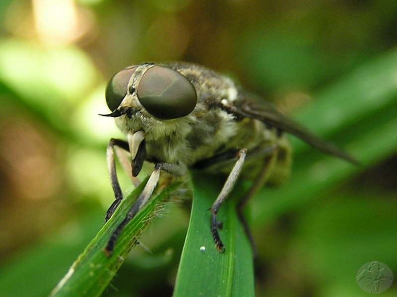 Tabanus bromius   © Falk 2009