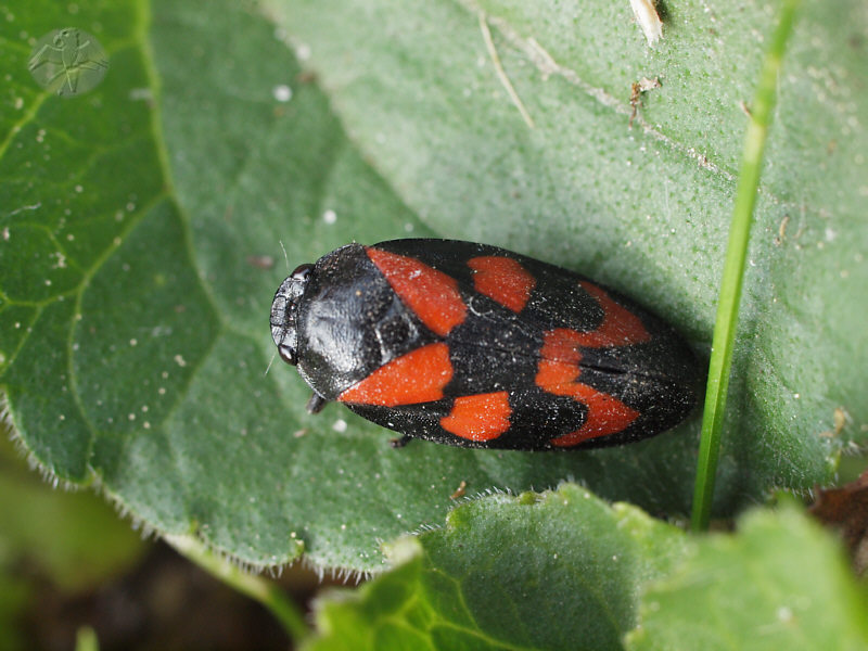 Cercopis vulnerata   © Falk 2011